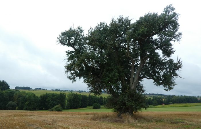 Birne Buch am Wald Birne Buch am Wald