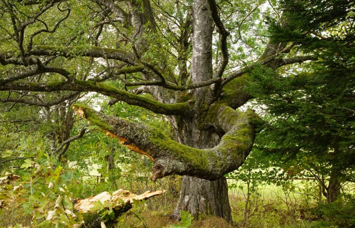 Birke_1_Bayern_Bildpublikation_d