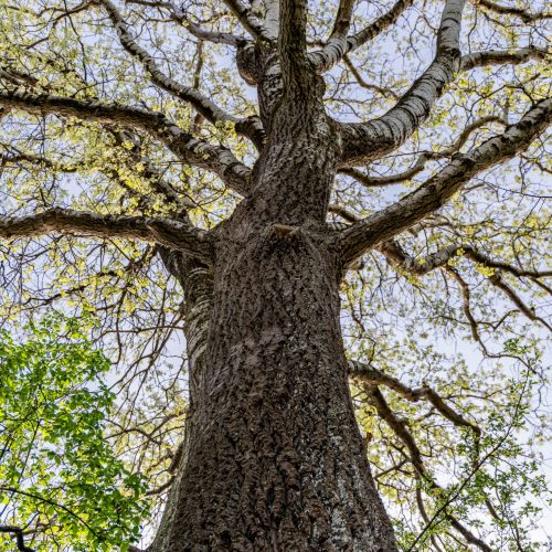 Silberpappel_Ingolstadt1