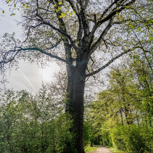 Silberpappel_Ingolstadt2